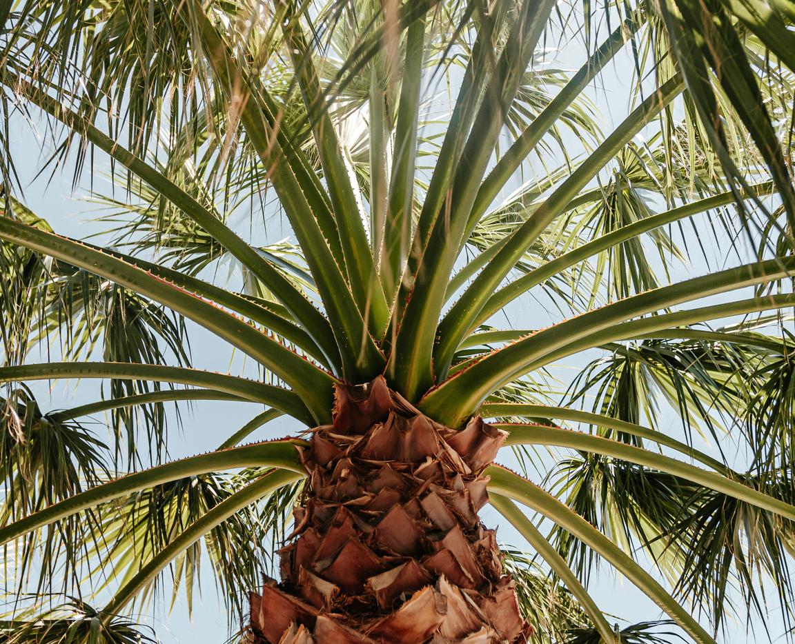 Продлим лето