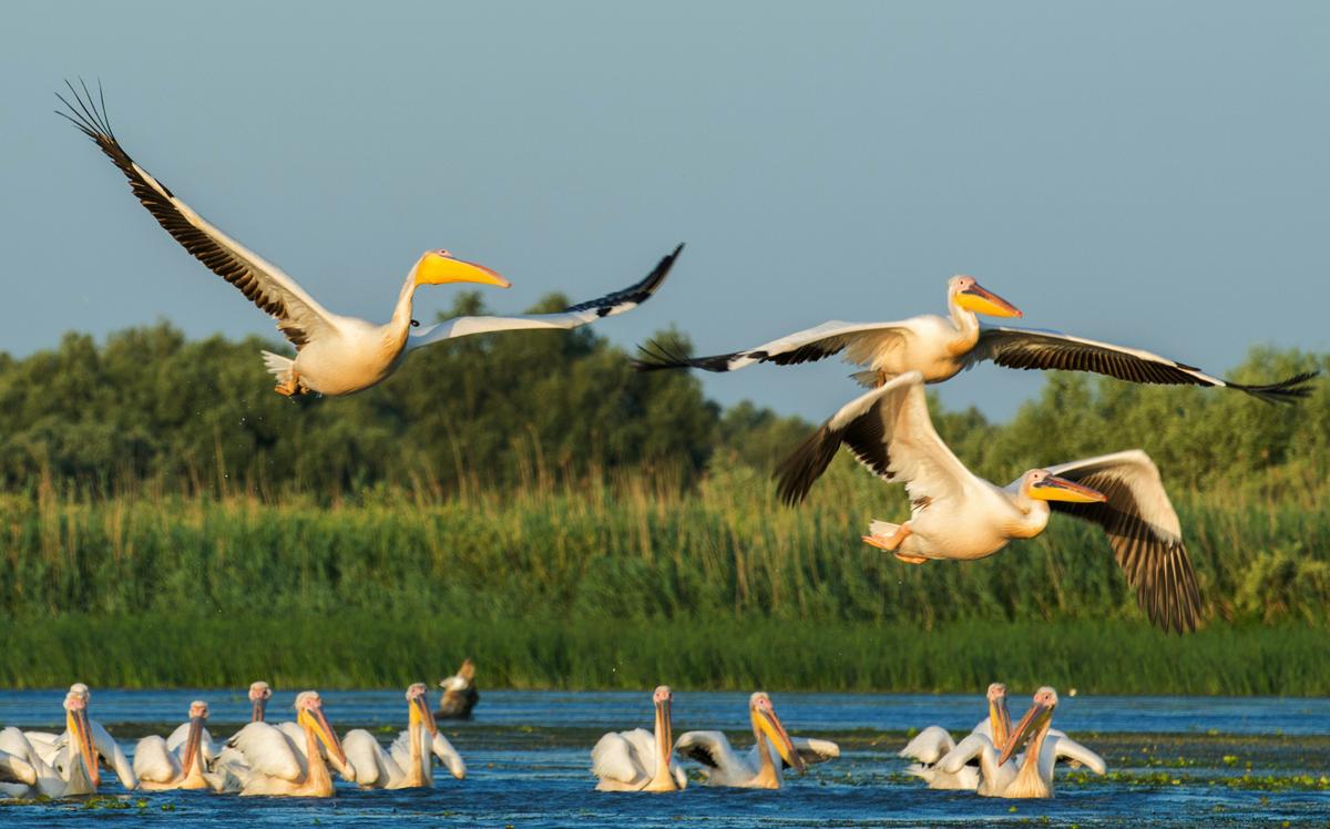 Pelicans in the Danube Delta in Romania