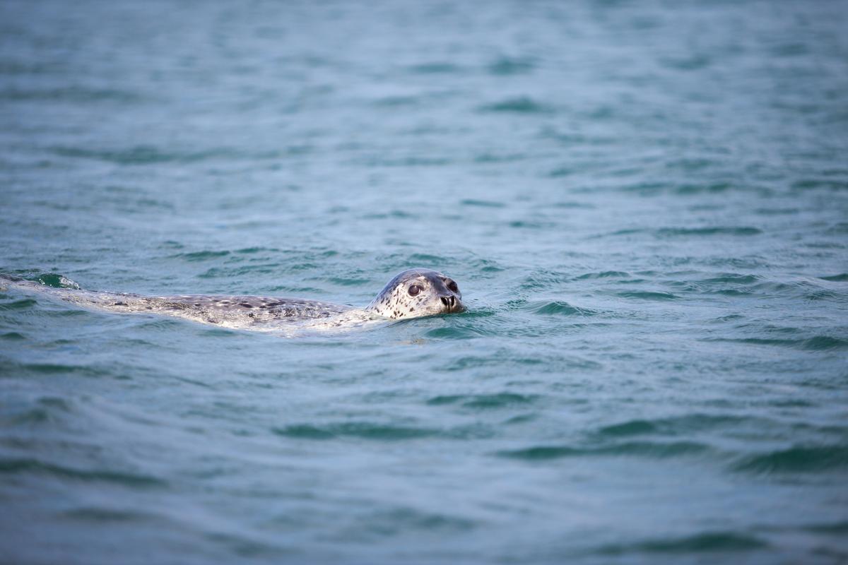 Дикий тюлень в водах Японского моря