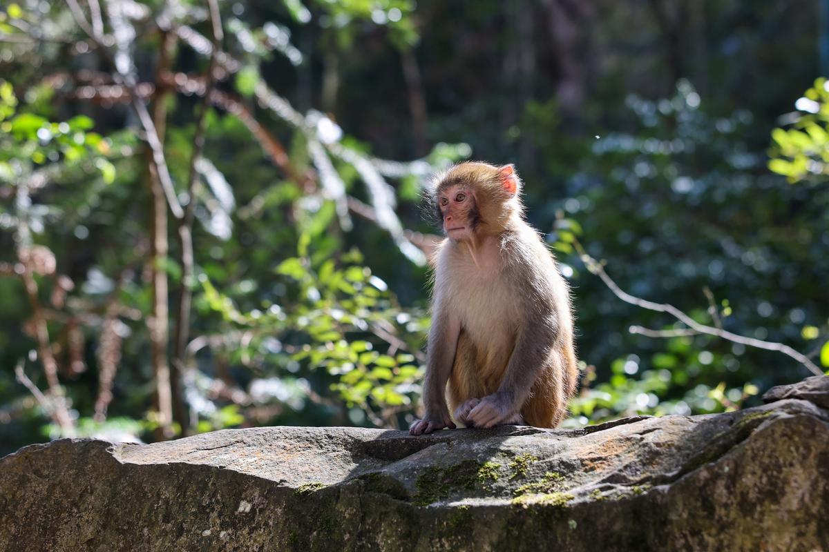 Обезьяна в национальном парке Чжанцзяцзе