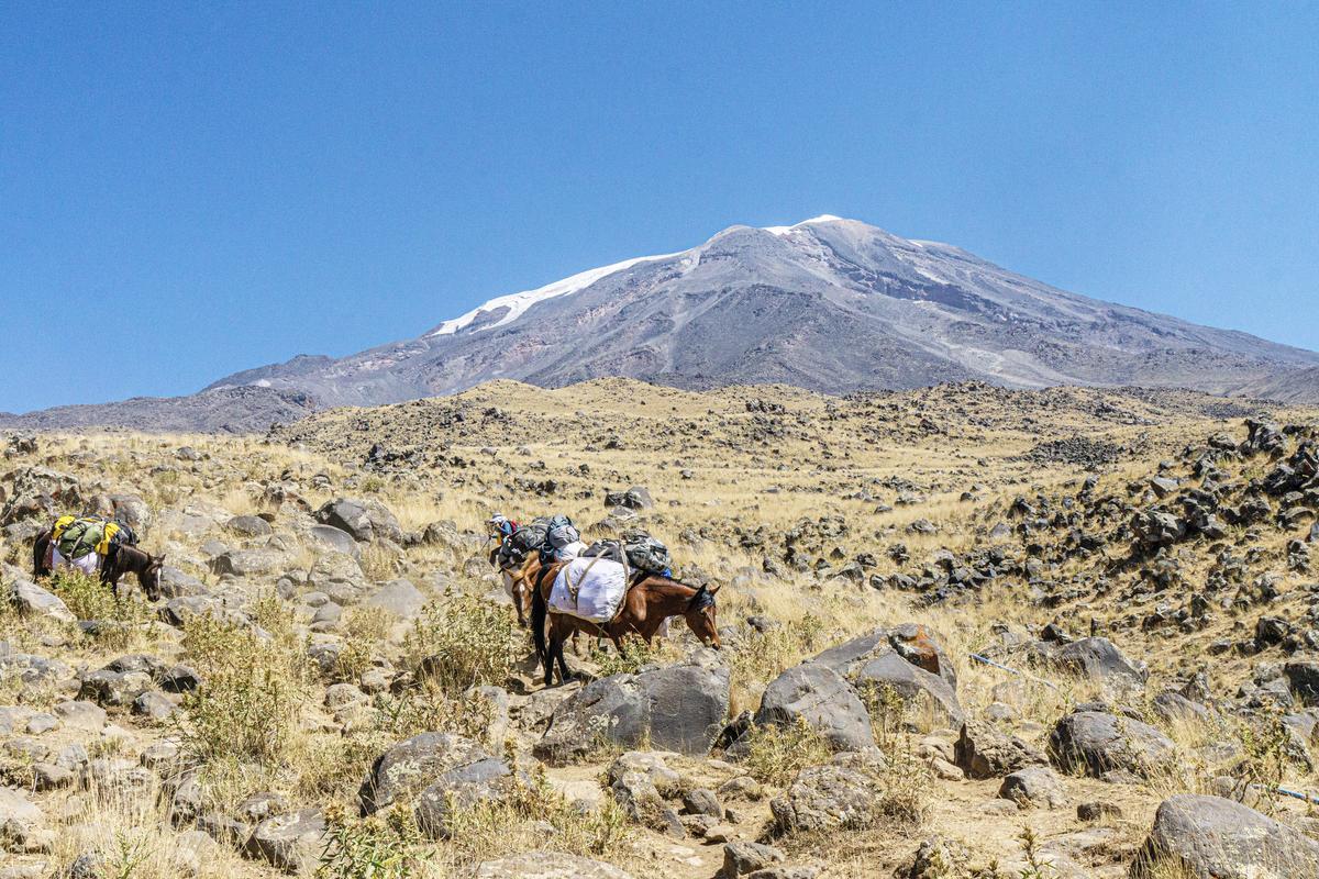 Лошади на горе Арарат