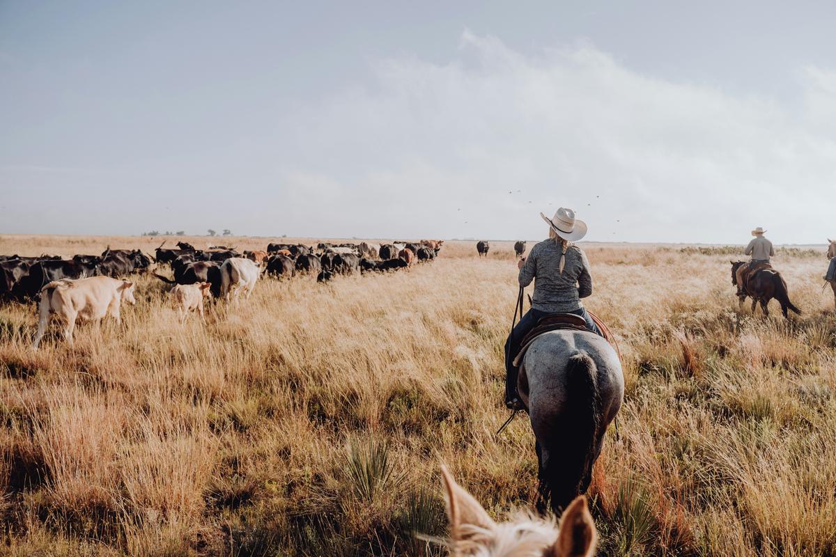 A girl riding a horse leads a herd