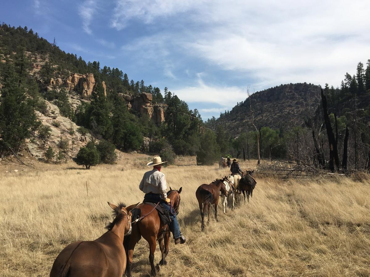 Horse breeding in the USA