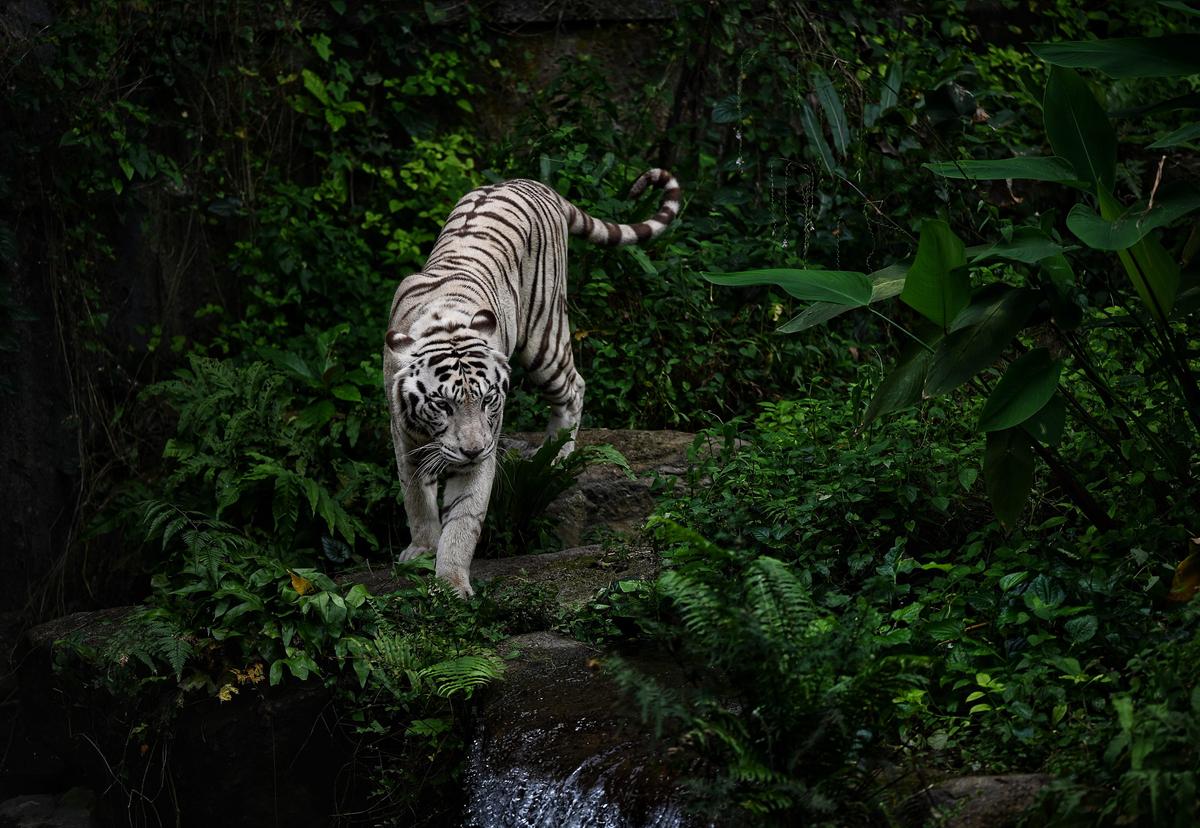 Белый тигр в Сингапурском зоопарке
