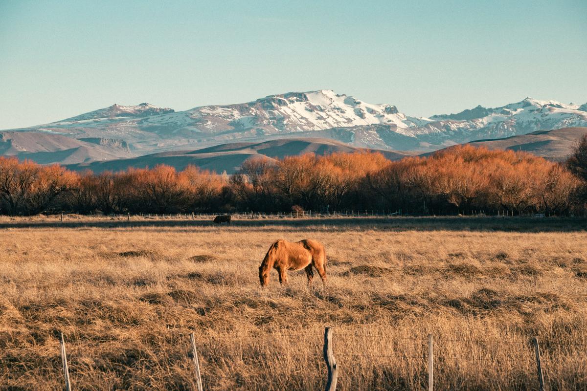 A horse grazes in a field against the backdrop of mountains in Argentina