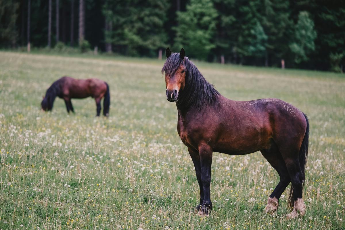 A couple of brown horses standing on top of a lush green field