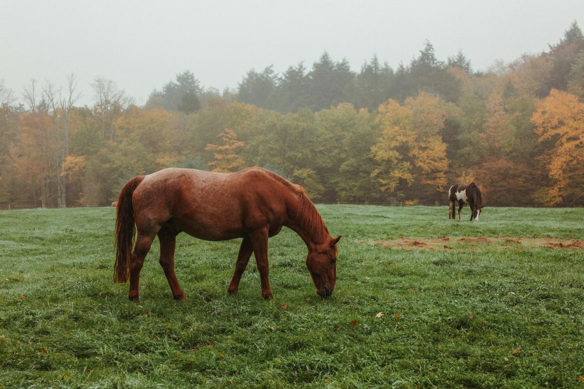 Horses graze in the autumn season