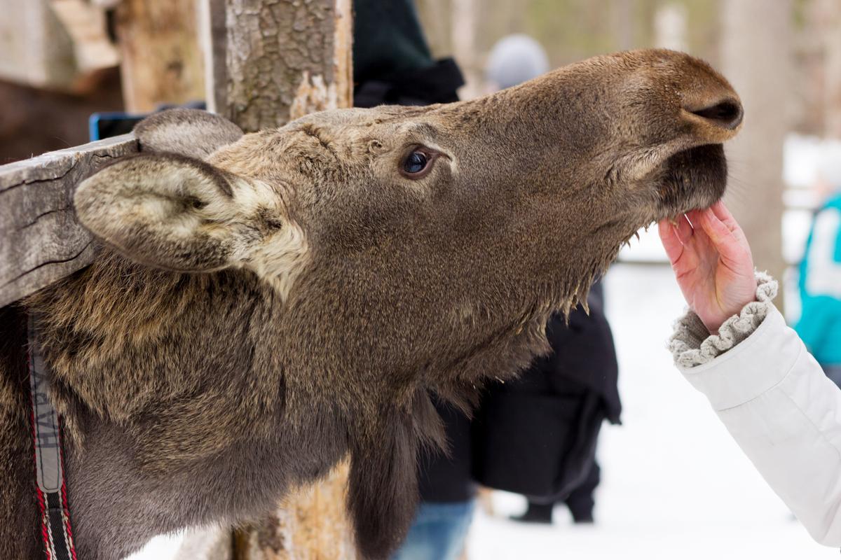 Кормление лося в Костроме