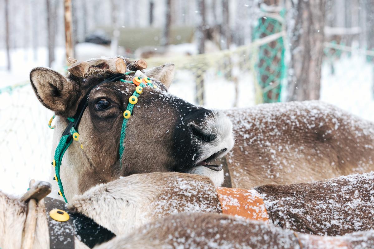 Северный олень