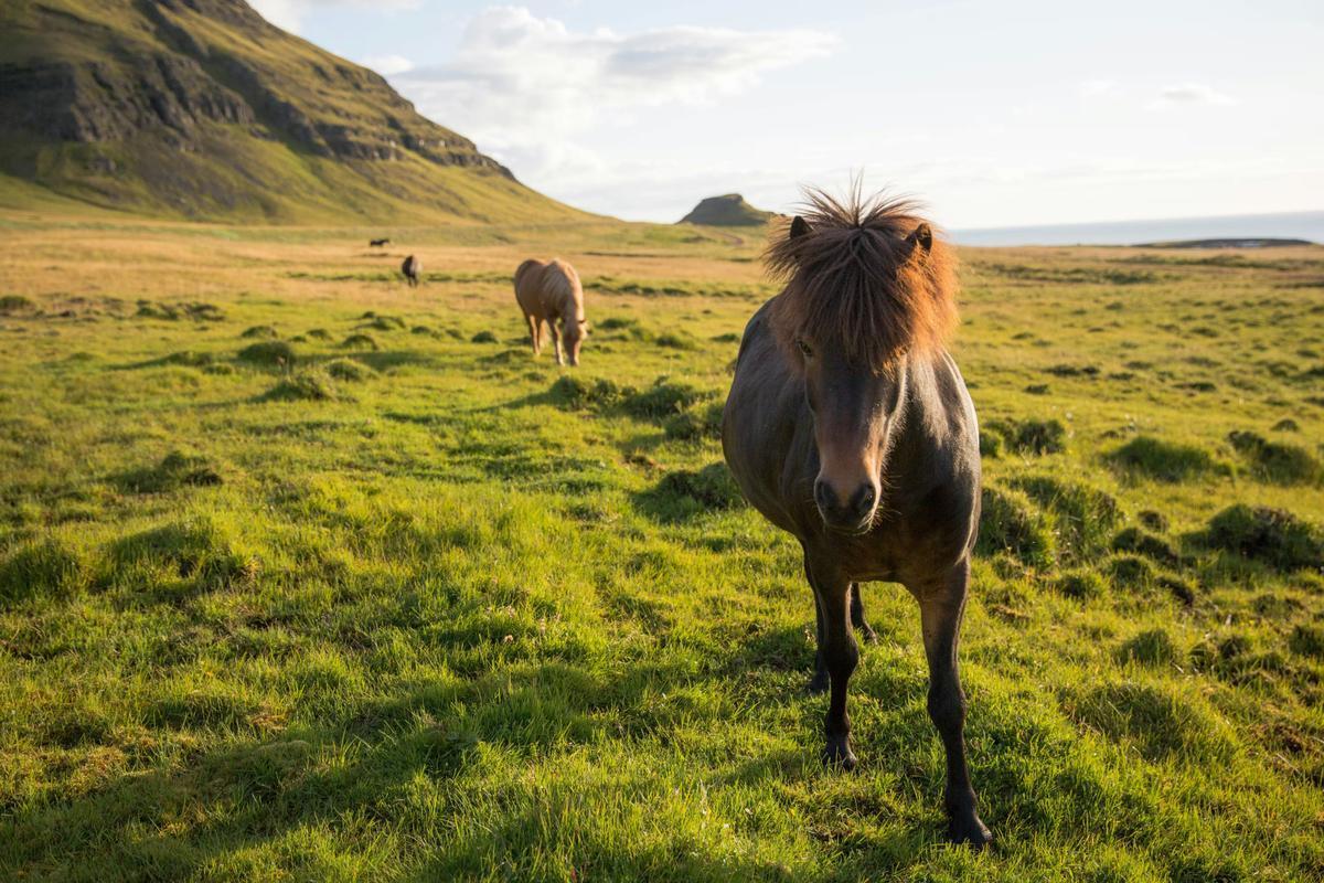 Horse in Iceland