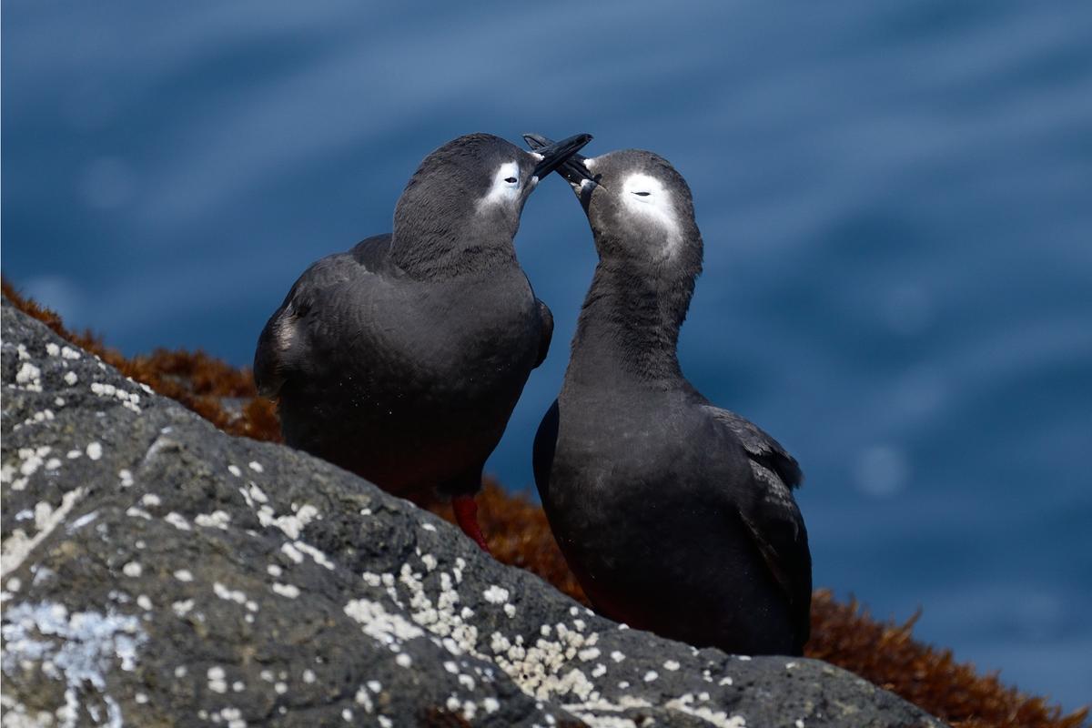 Кайры на скале