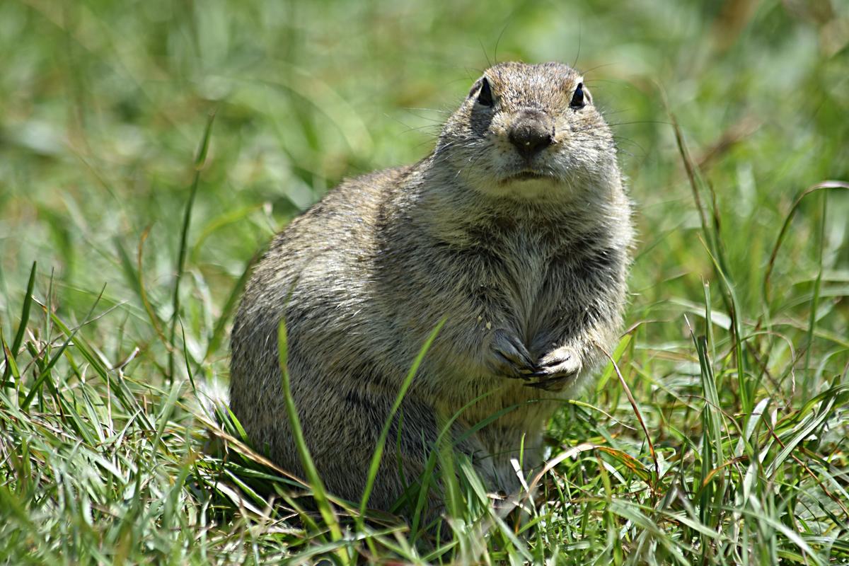 Суслик стоит на фоне зеленого лугового урочища Джилы-Су
