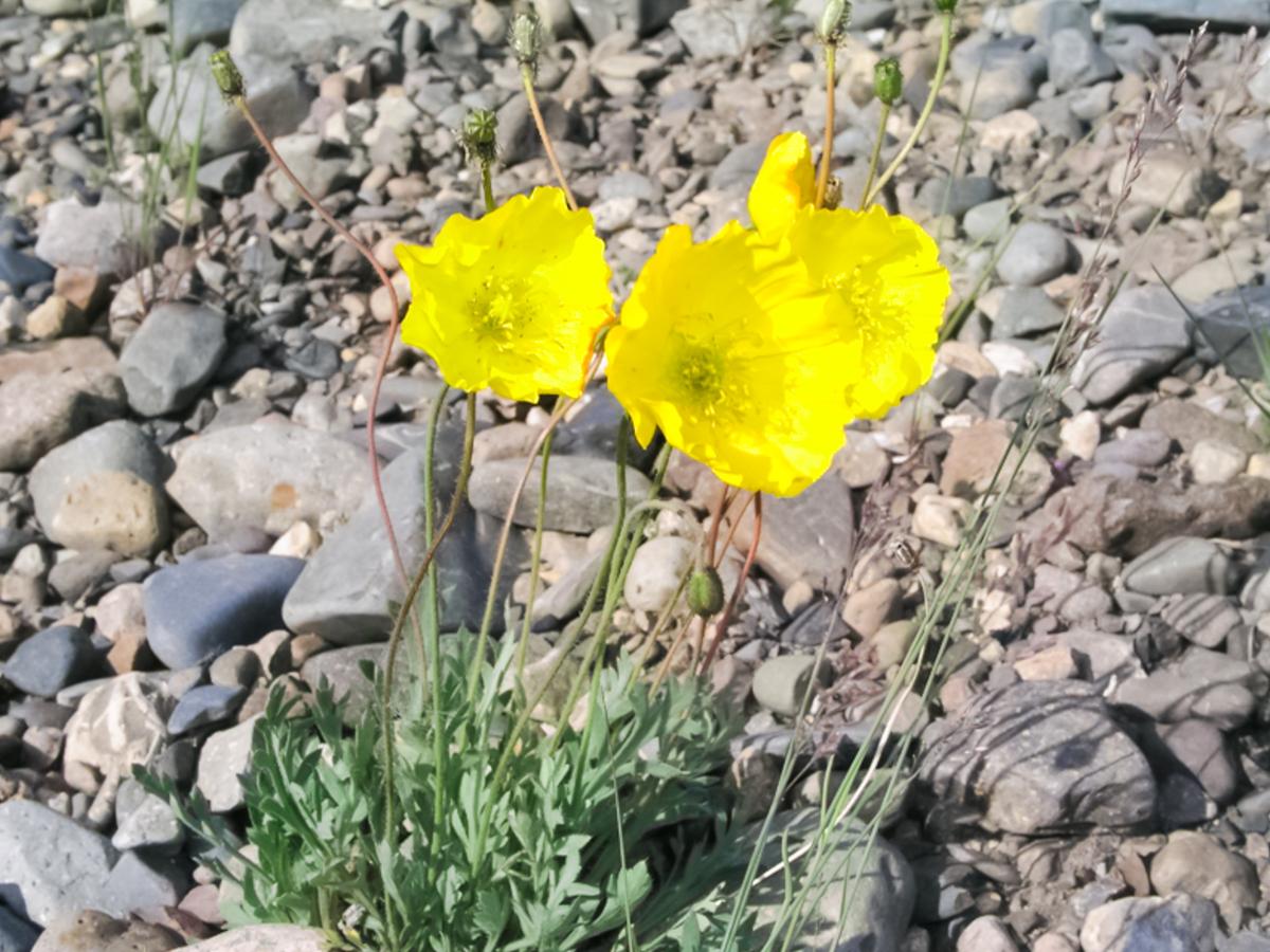 Тундровые растения, трава и цветы на Чукотке