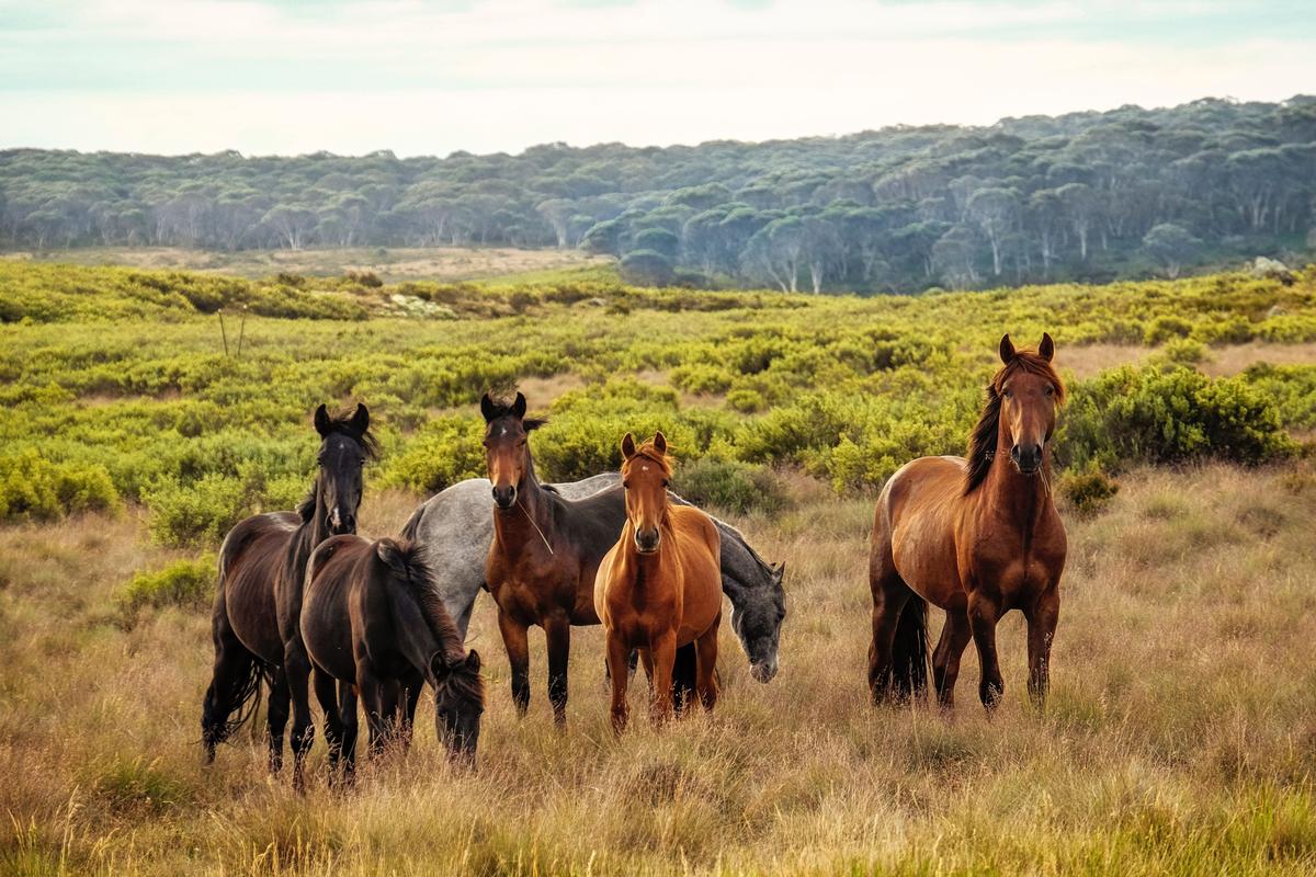 A group of horses standing next to each other