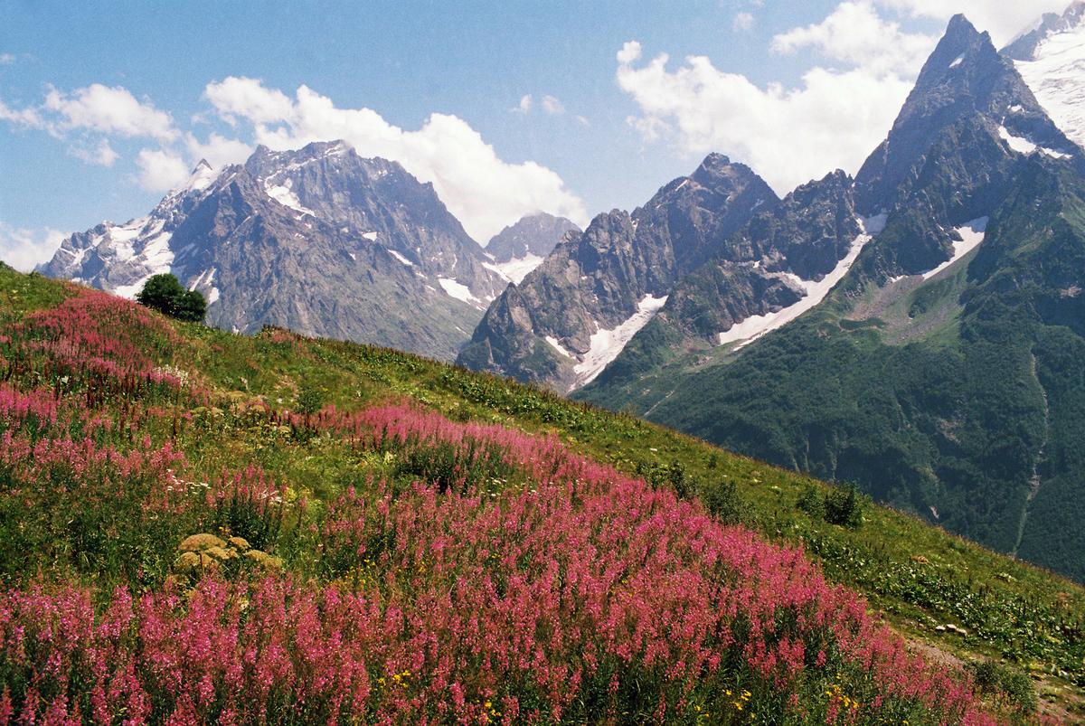 Цветущие склоны на Домбае