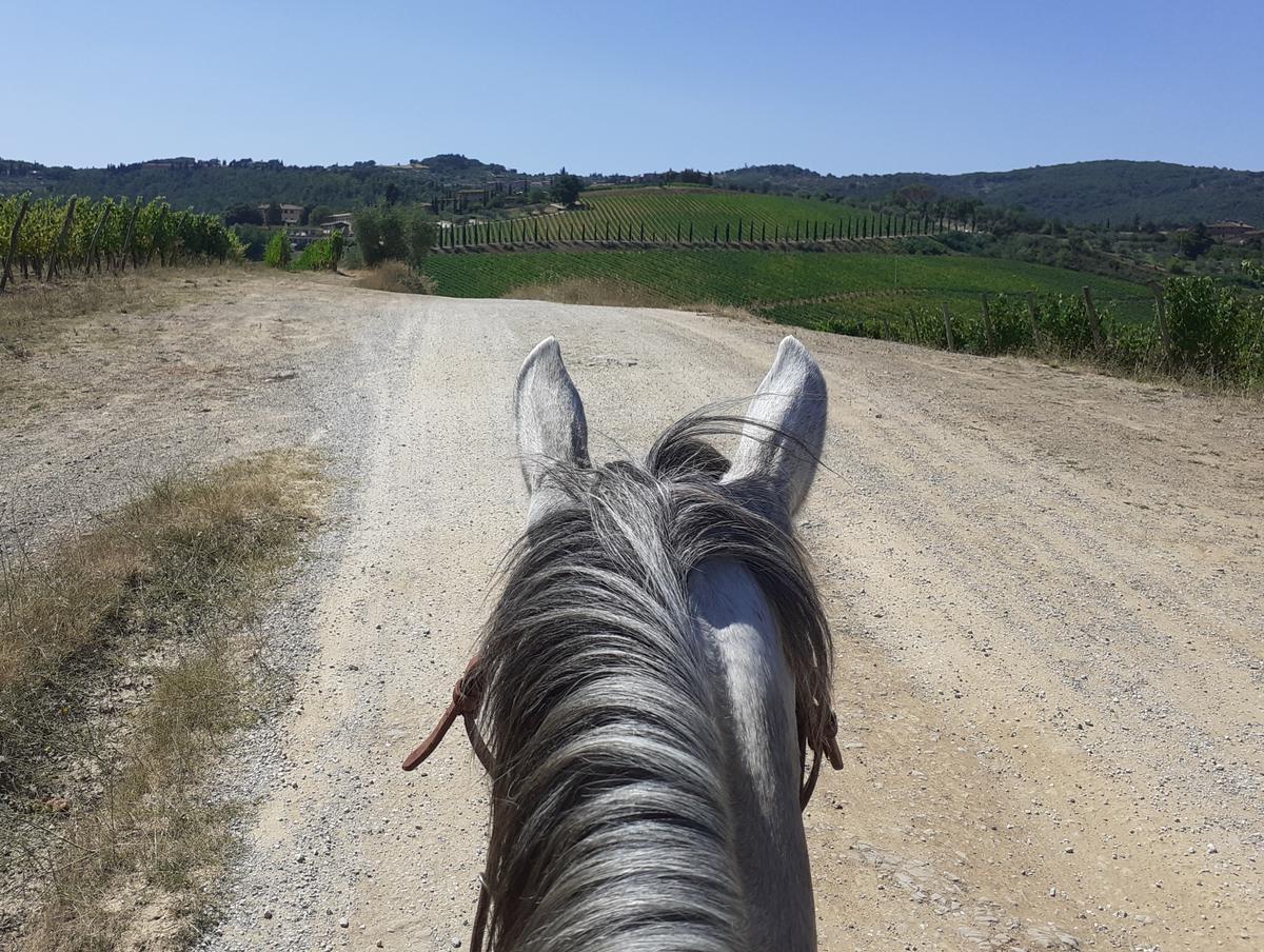 Horseback riding in Italy in summer