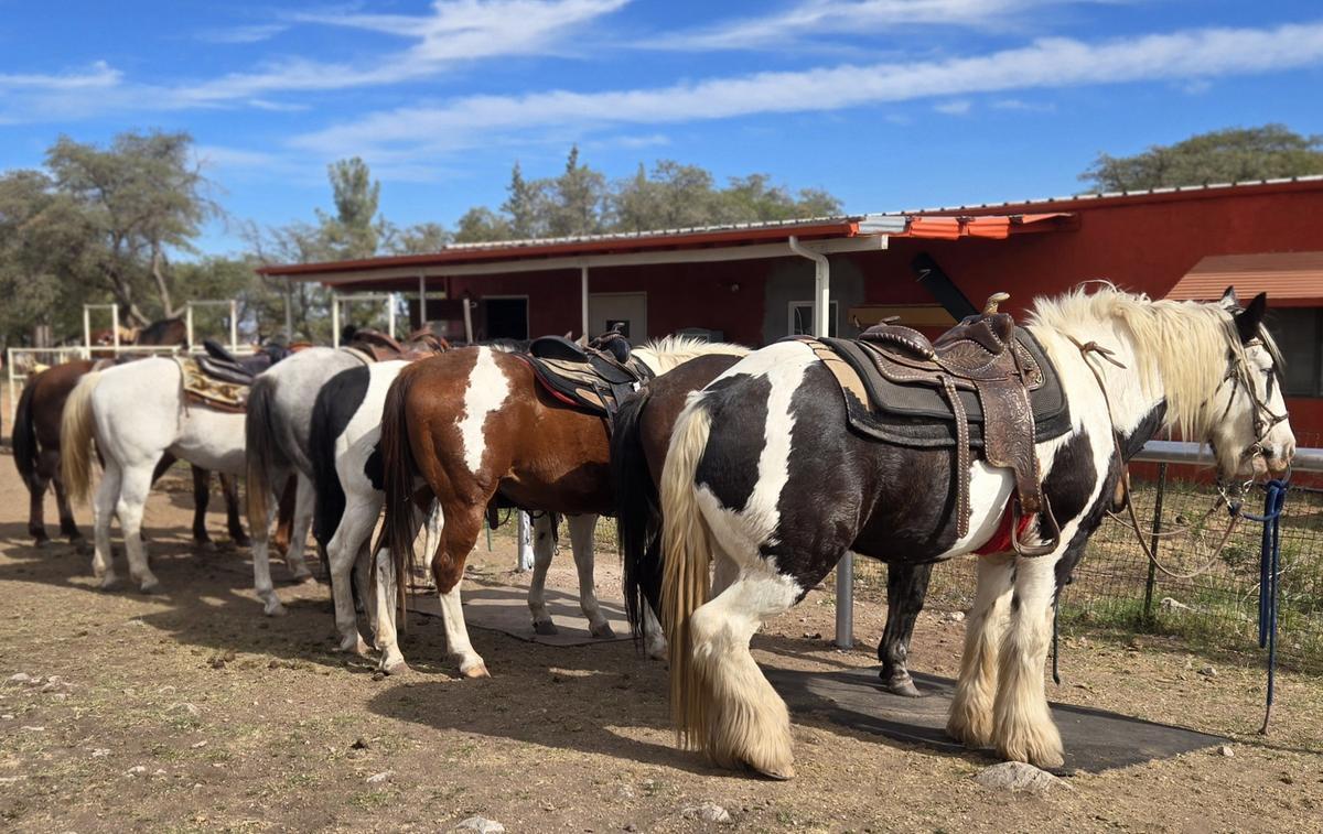 Horses on the ranch