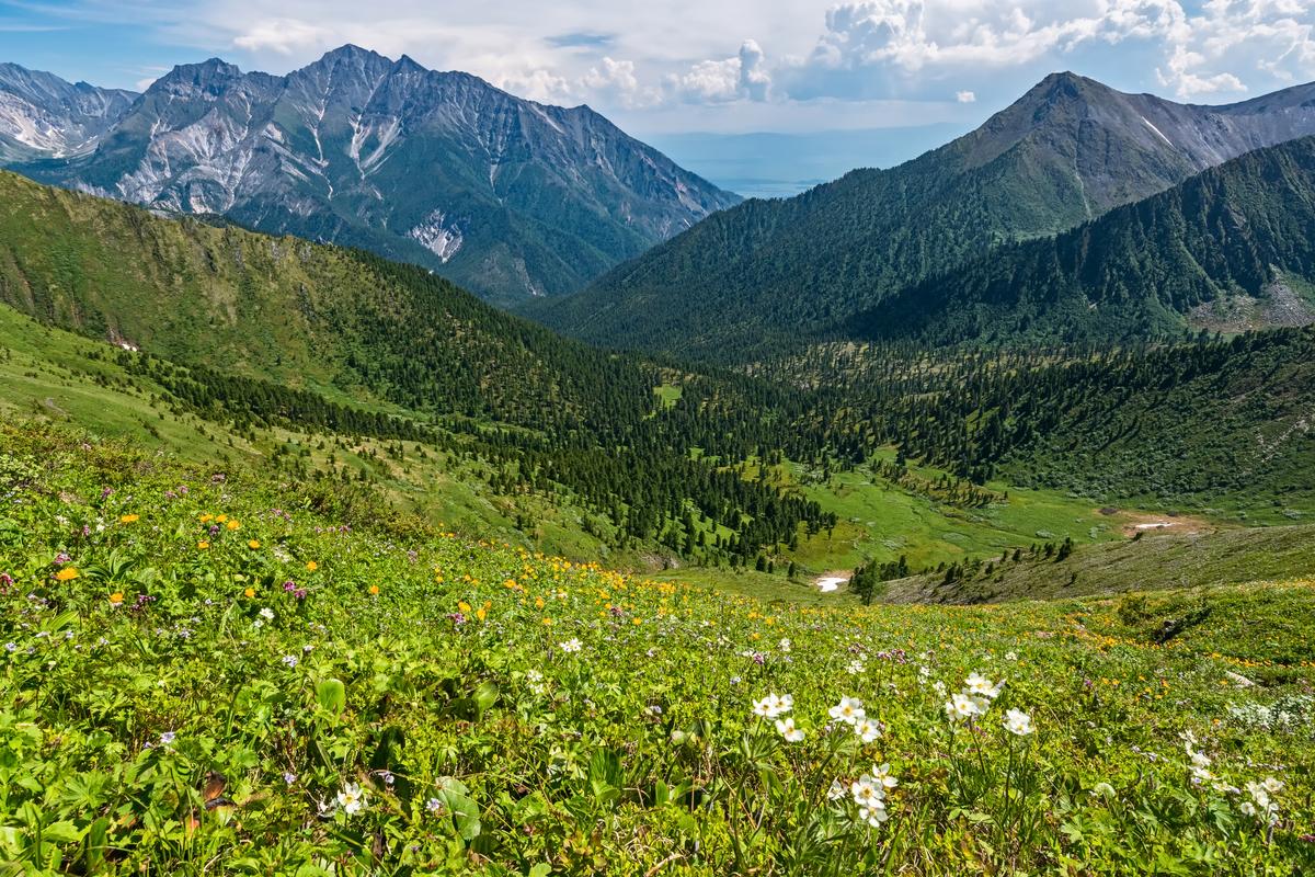 Вид на поле цветущих полевых цветов в Тункинской долине на фоне Восточных Саян