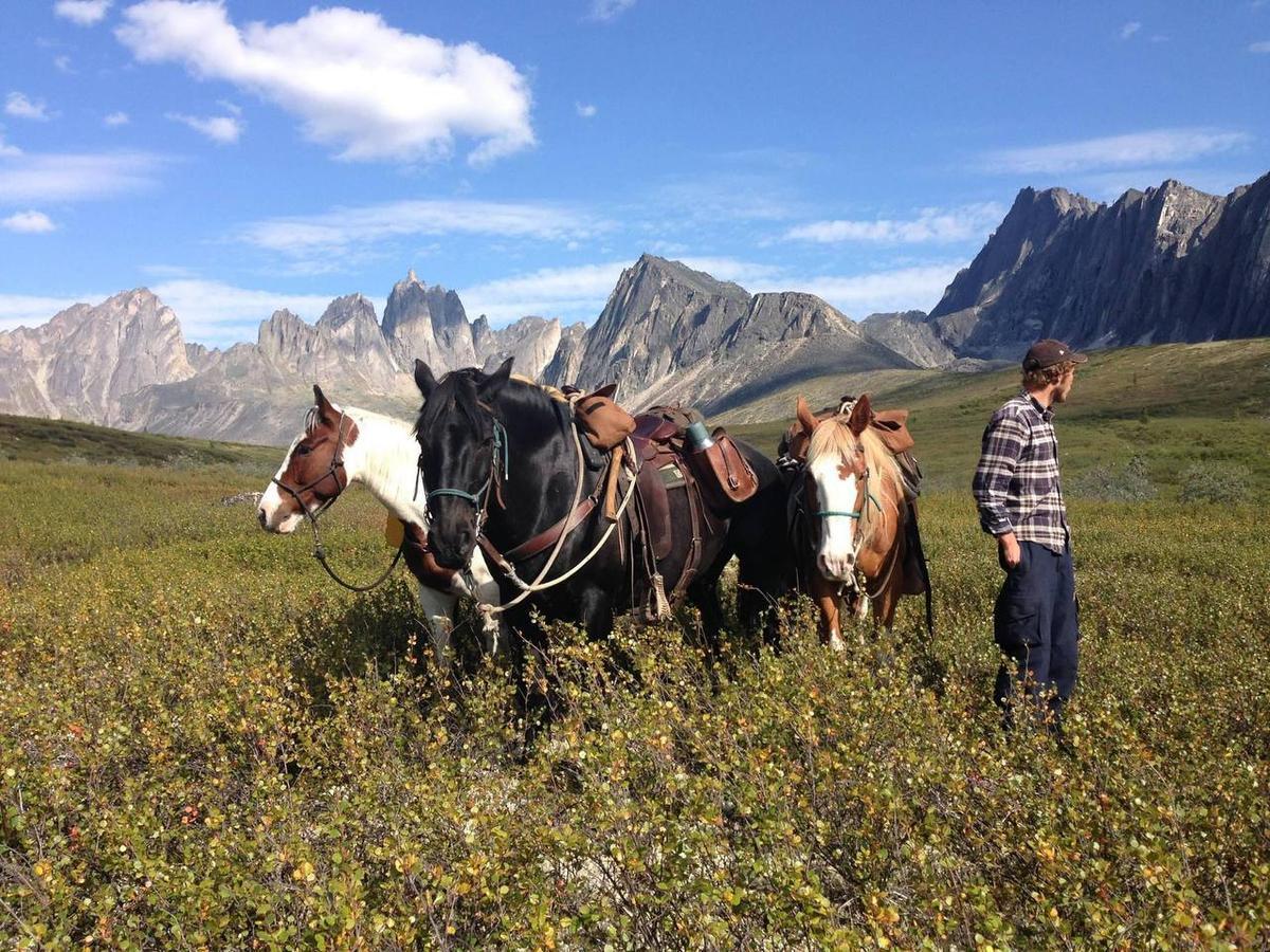 Horses and landscapes of Canada