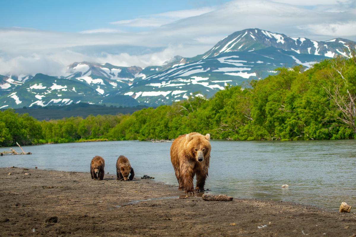 Бурый медведь с детенышем возле Курильского озера