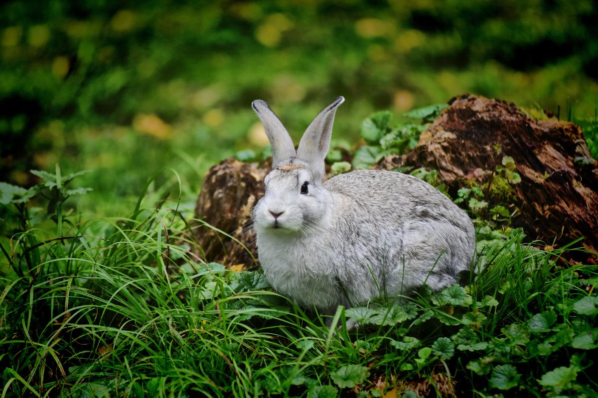 Алтайский заяц