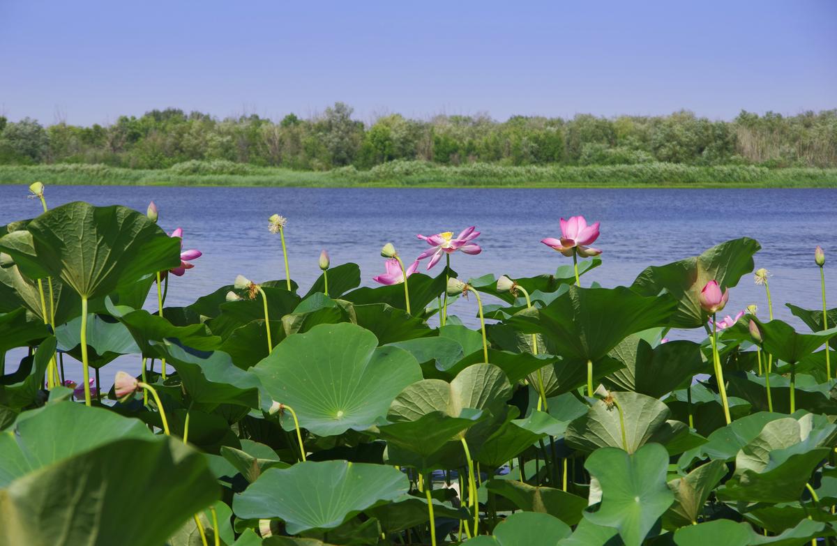 Лотосы на реке