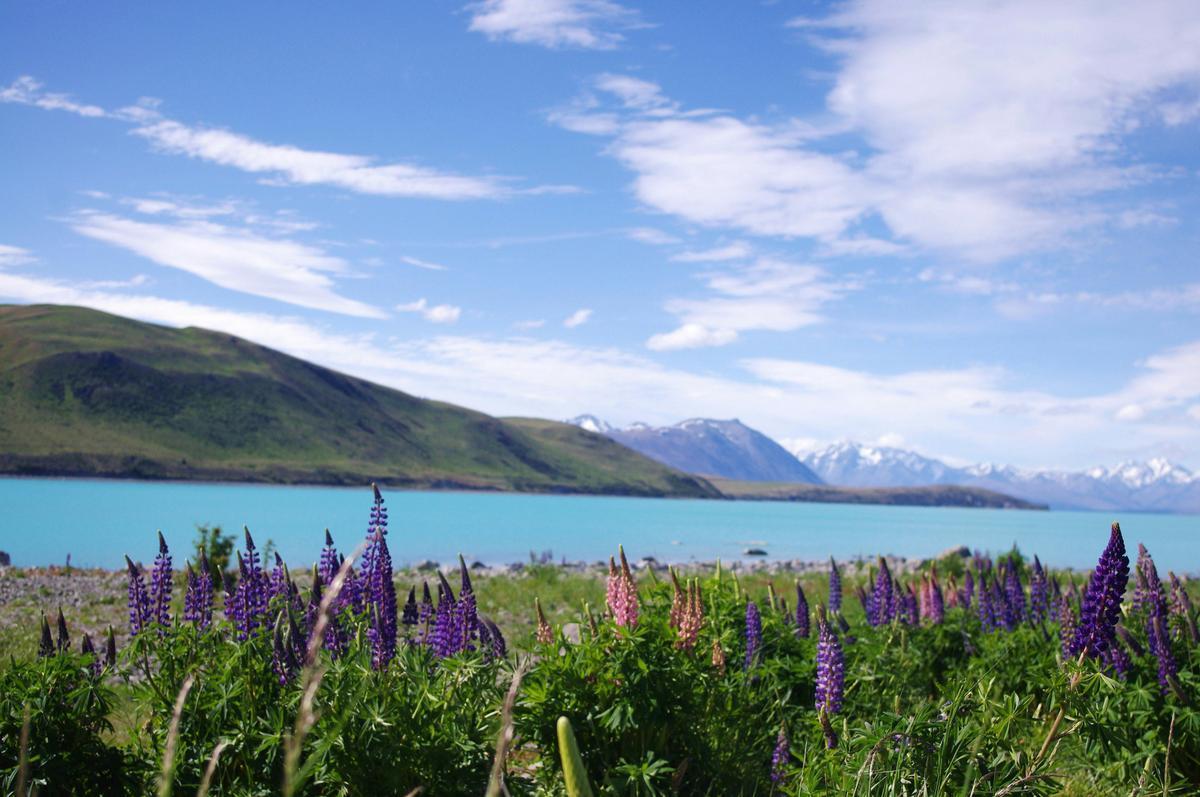 New Zealand landscape