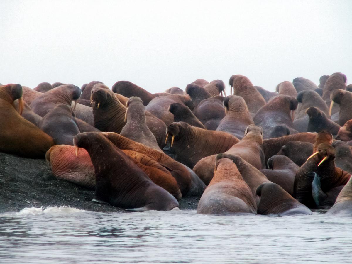 Лежбище моржей