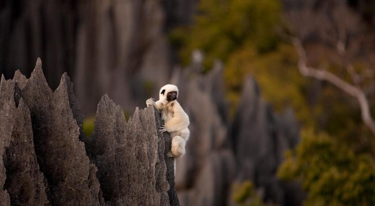 Lemur at Isalo National Park