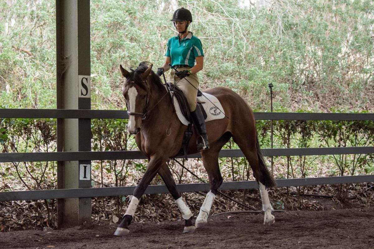 Horse training