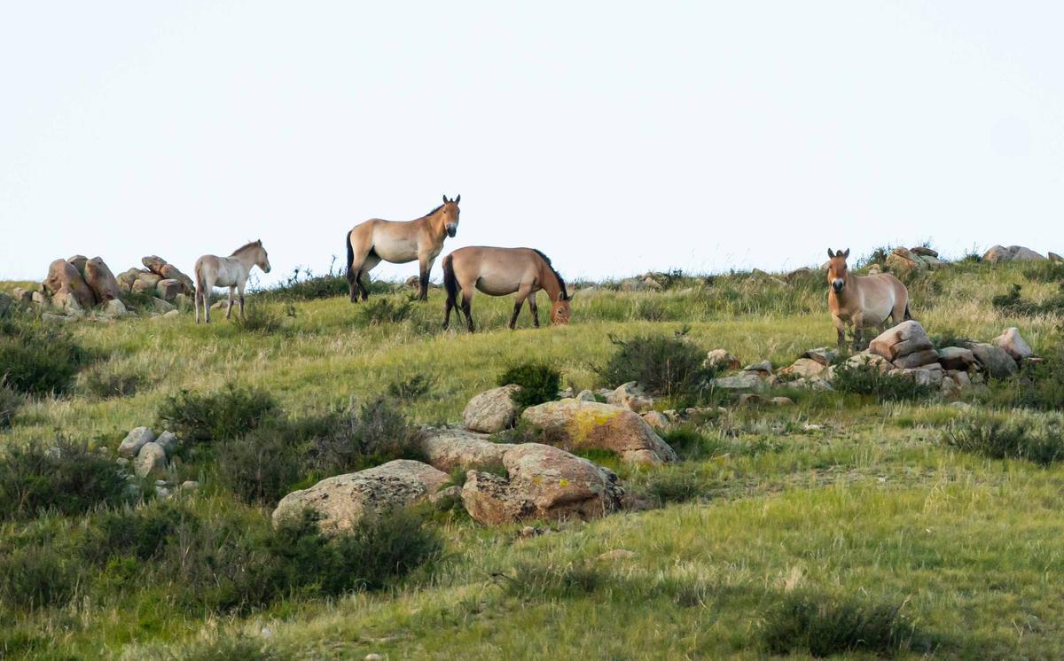 Przewalski's Horses in Mongolia