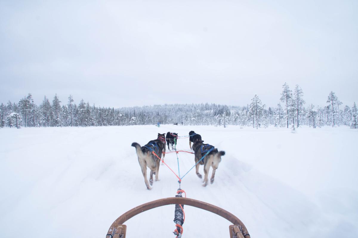 Собачья упряжка