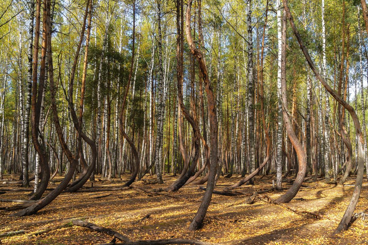 Панорама танцующего леса в Рязанской области