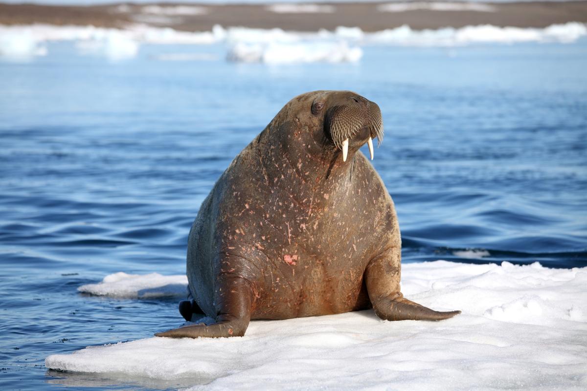Морж