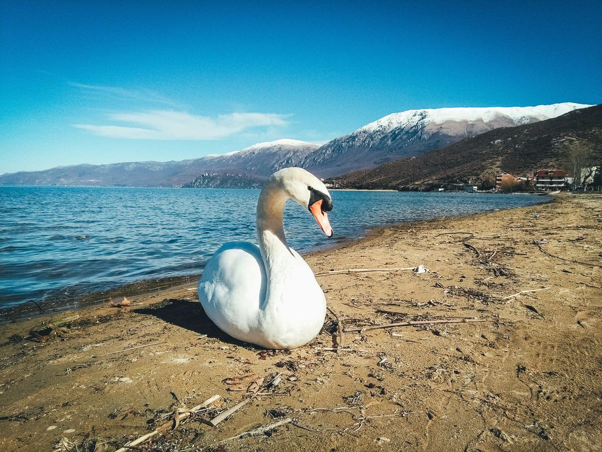 A white swan on the shore of a lake in Albania