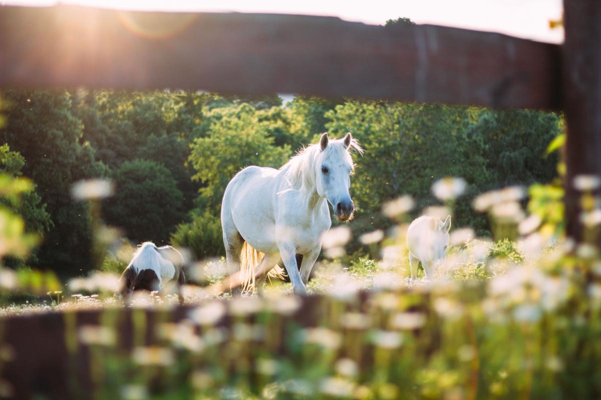 A horse on a ranch in the summer
