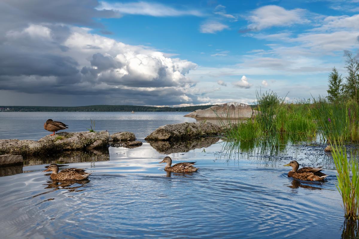 Дикие утки на озере Шарташ