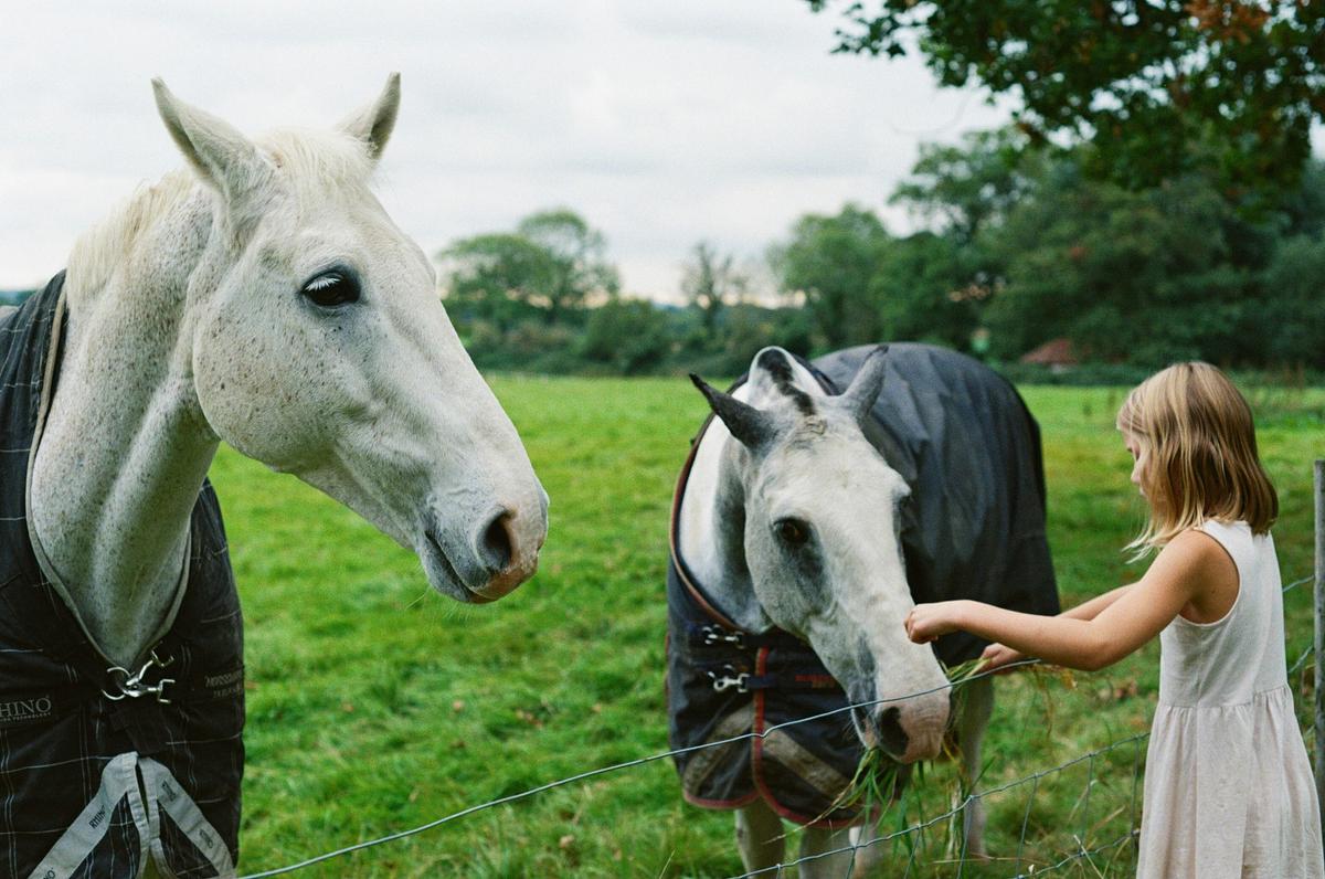 A child with horses on a ranch
