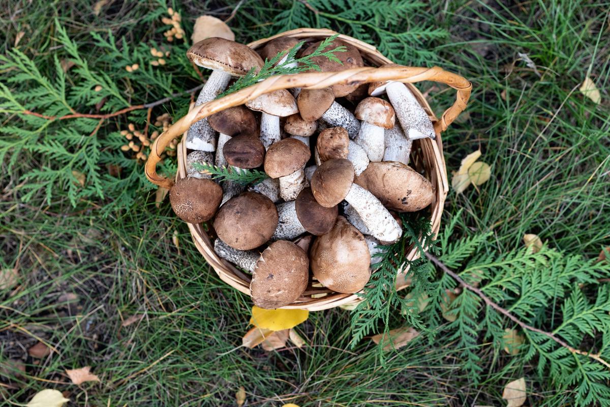 Корзинка с собранными грибами
