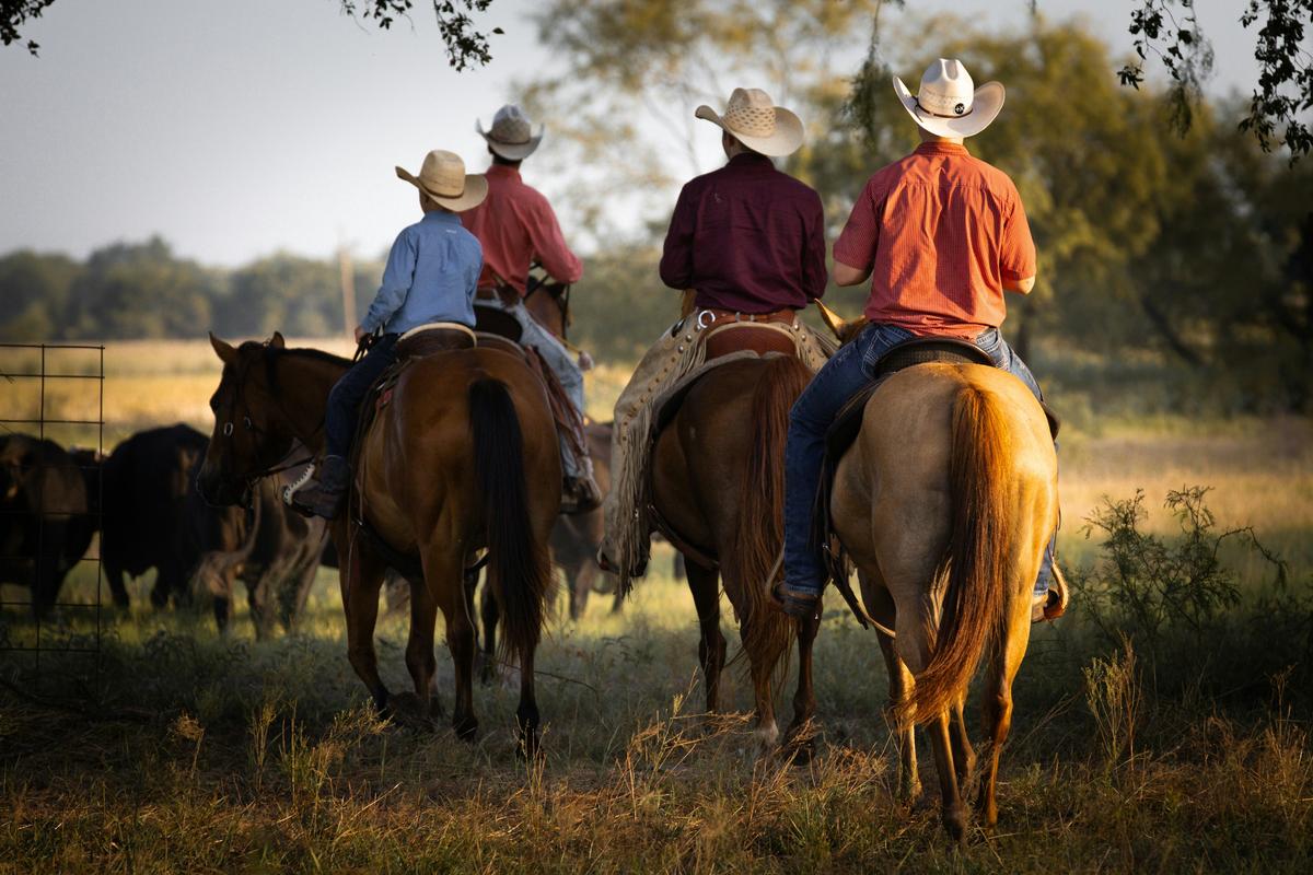 A group of men on horseback grazing cattle