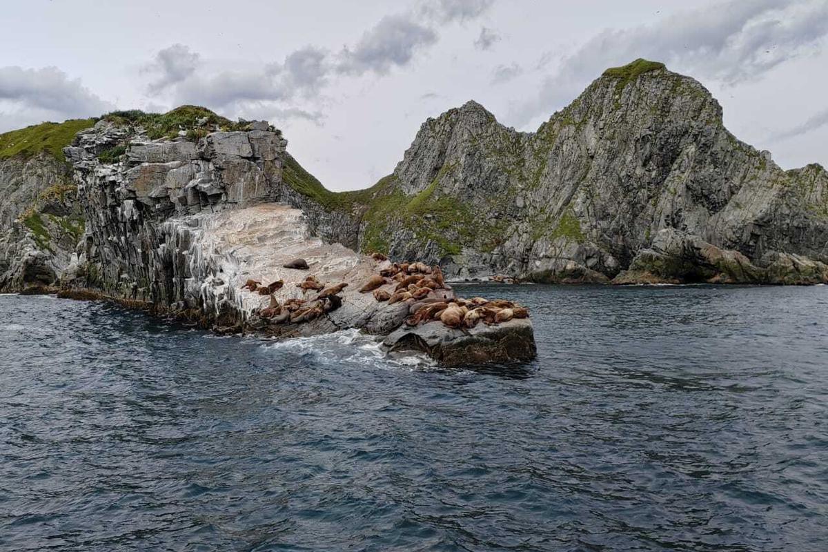 Морская прогулка к острову Старичков. Обзорная экскурсия по Петропавловску-Камчатскому