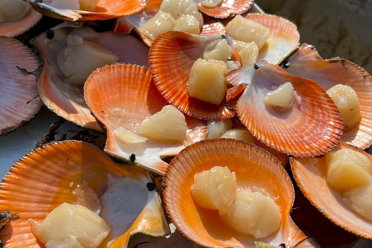 Рыбачий премиум: киты, джипинг, безлимит морепродуктов. Для готовых групп на Кольский полуостров (3/8)