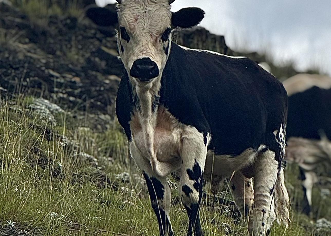 Тур прекрасный, я осталась в полном восторге от программы, от гида Заиры и от Дагестана в