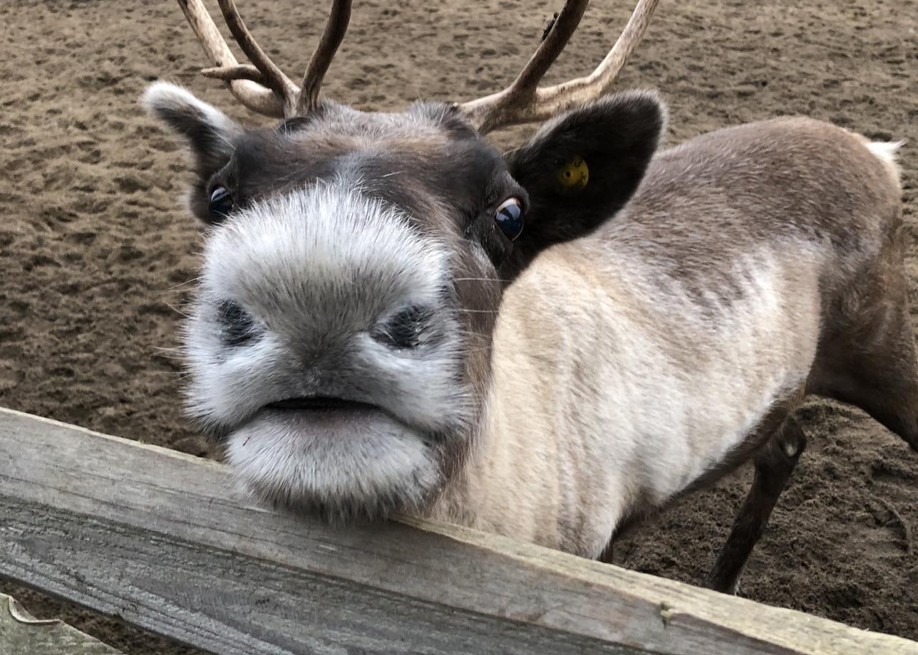 Интересный тур, природа севера впечатляет, Баренцево море бескрайнее. Довольно плотно были заполнены все три дня. Гид