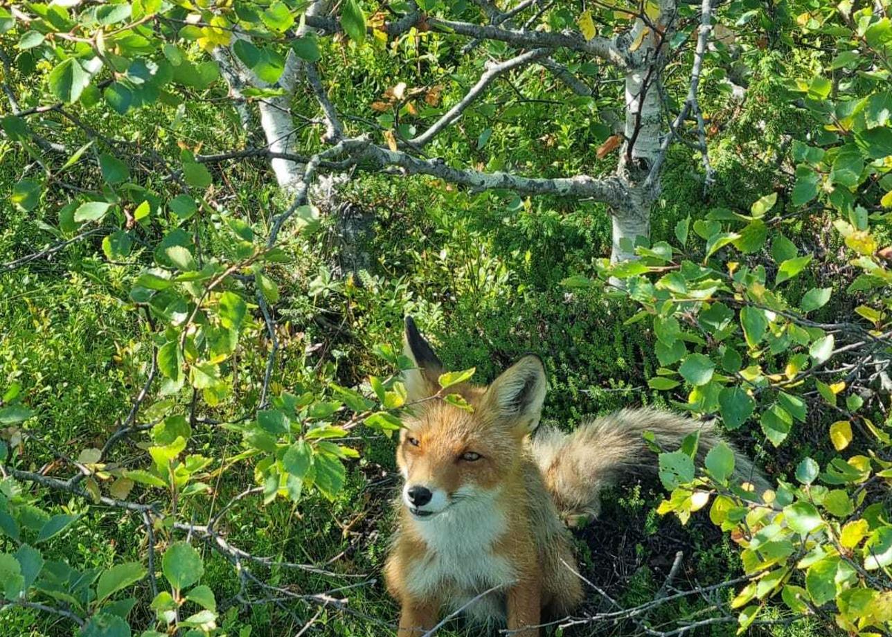 Тур замечательный. Природа удивительная. Такое умиротворение и спокойствие вокруг. Прекрасное знакомство с островом. Очень понравились экскурсии