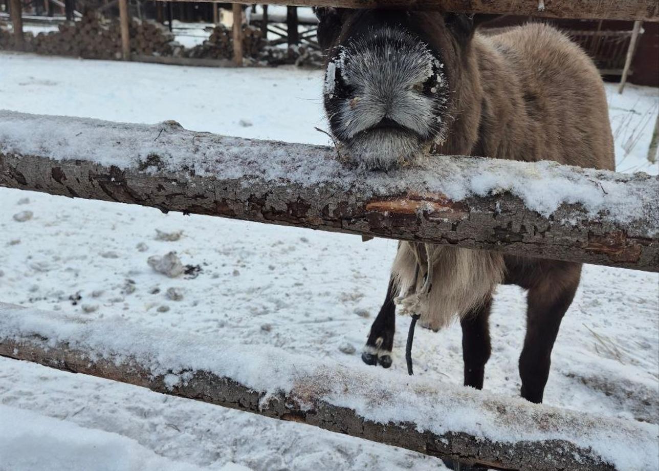 Тур волшебный! Попали в снежную сказку и не пожалели. Не смотря на лютый мороз получили массу