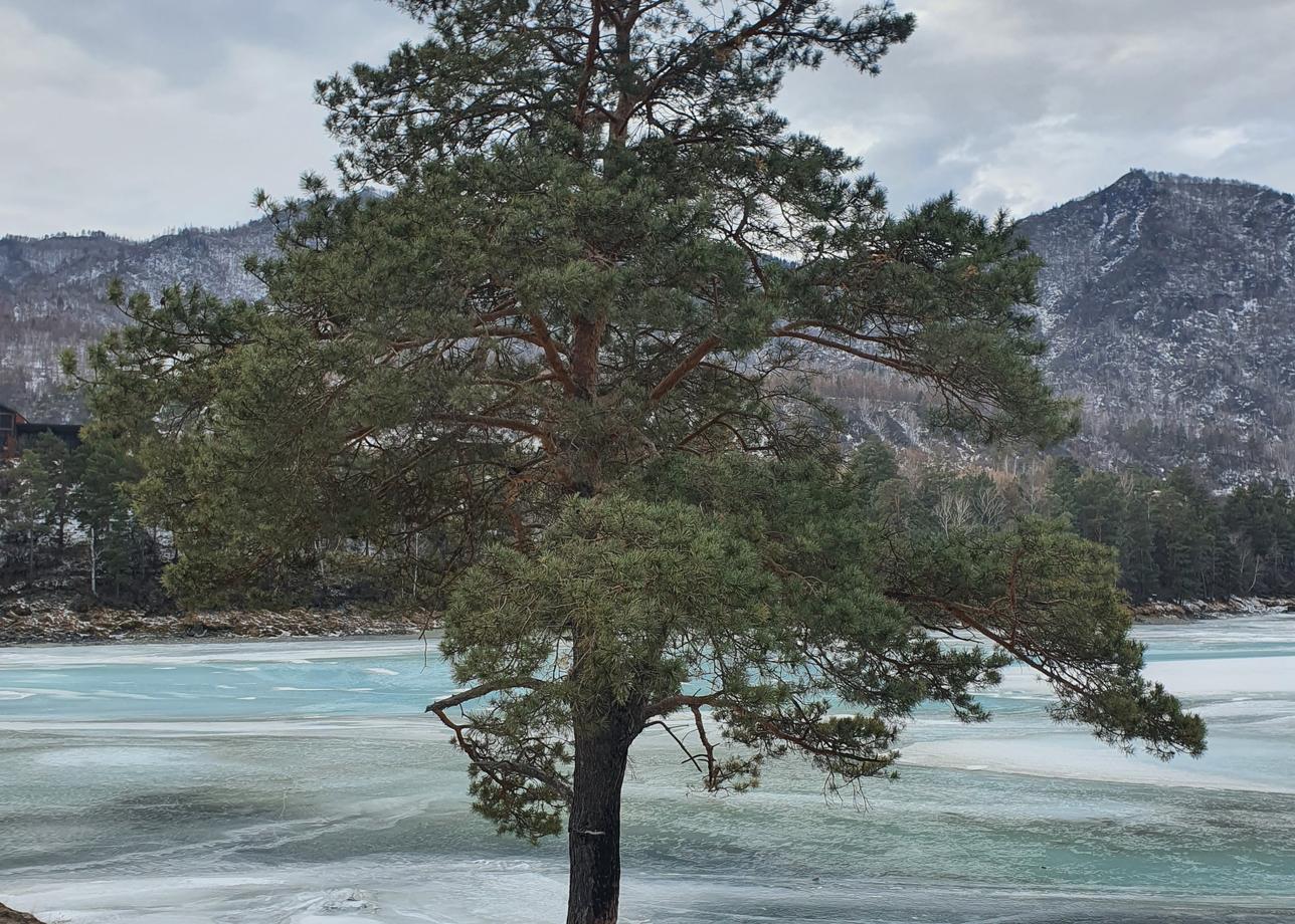 Была в Новогоднем туре, впечатления невероятные. Прекрасный Алтай, сильные и красивые кони, очень послушные, уютные домики