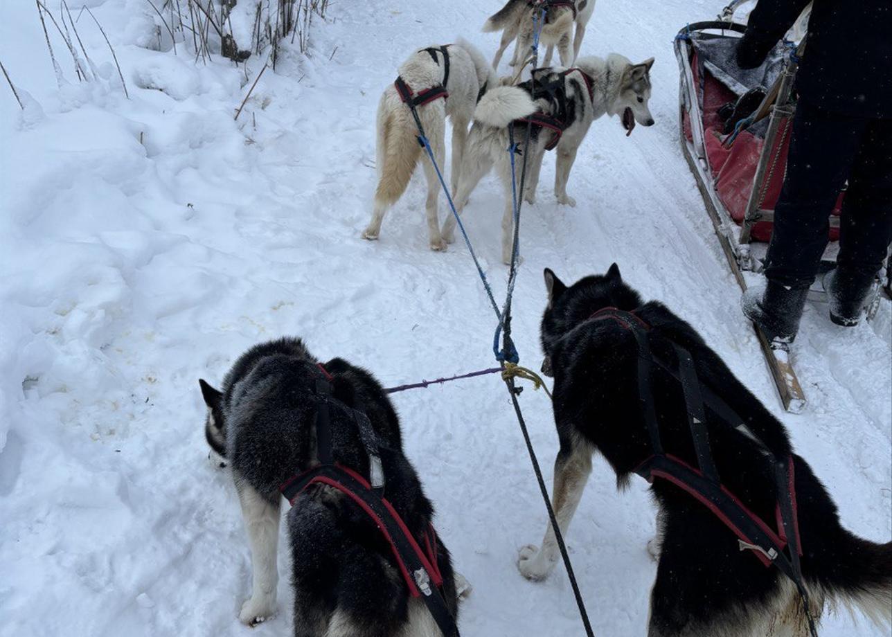 Очень понравился тур! Как за 3 дня увидеть основное в Карелии. А езда на упряжке с