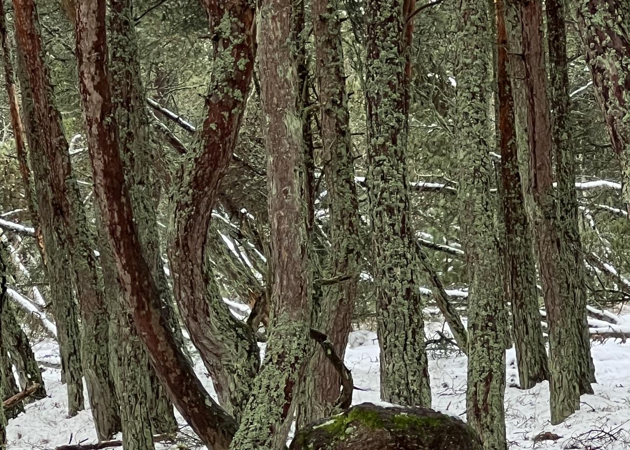 Тур Новый год по-Калининградски в целом прошел быстро. Нам повезло с таким редким явлением для Калининграда