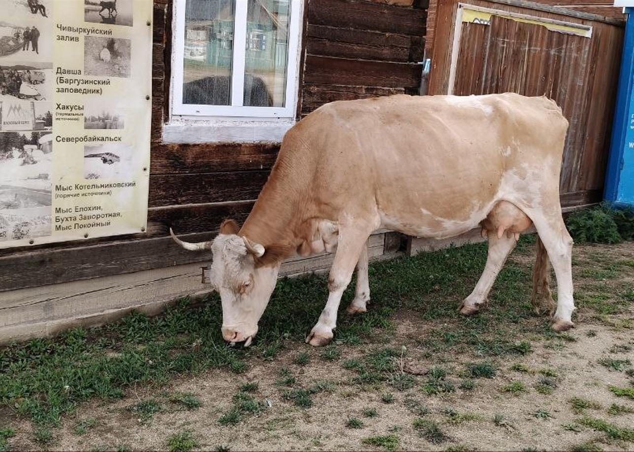 Это была потрясающая поездка, красоту и мощь Байкала передать невозможно.